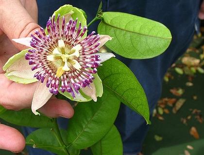 Mučenka pletní - Passiflora incarnata